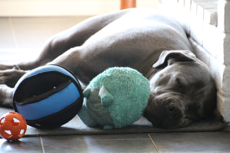 Hunddagis Sundbyberg Solna